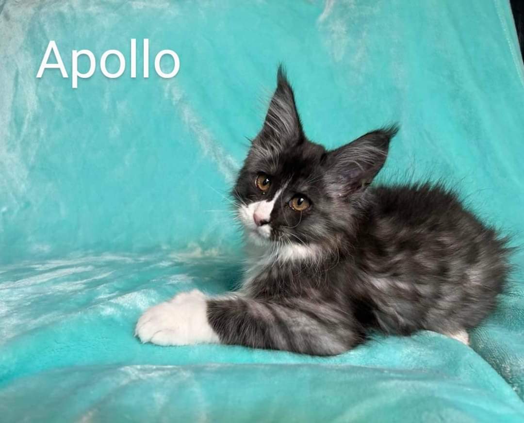 Zen Cattery Previous Kittens - Apollo