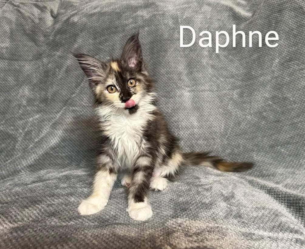 Zen Cattery Previous Kittens - Daphne