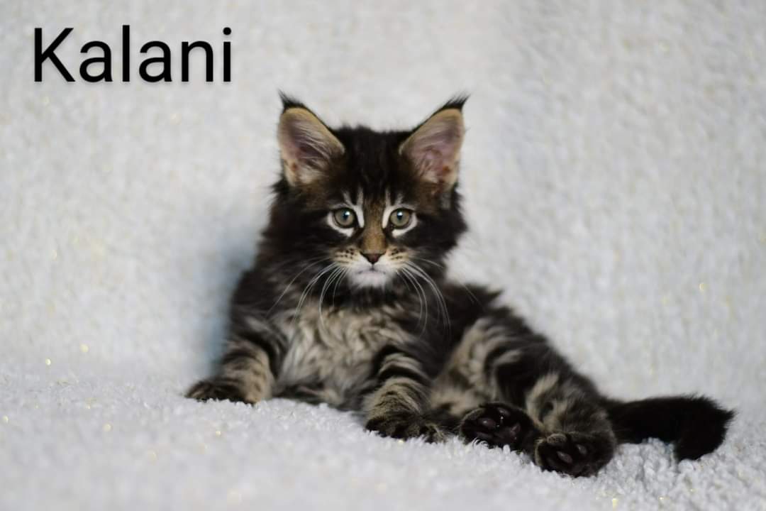 Zen Cattery Previous Kittens - Kalani