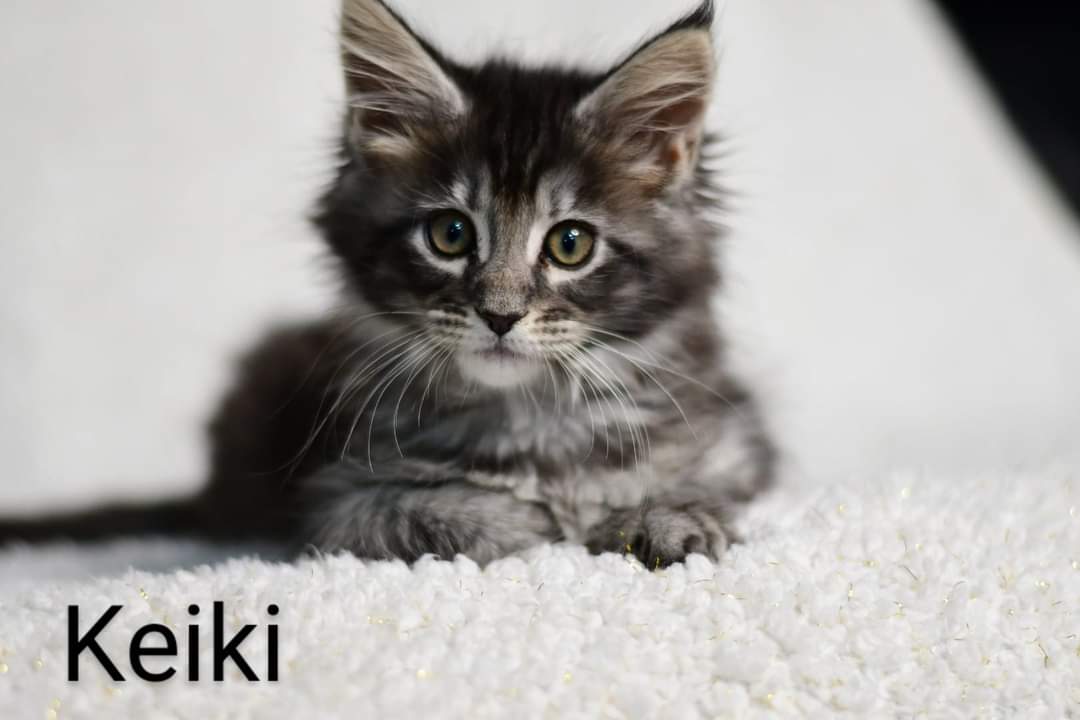 Zen Cattery Previous Kittens - Keiki