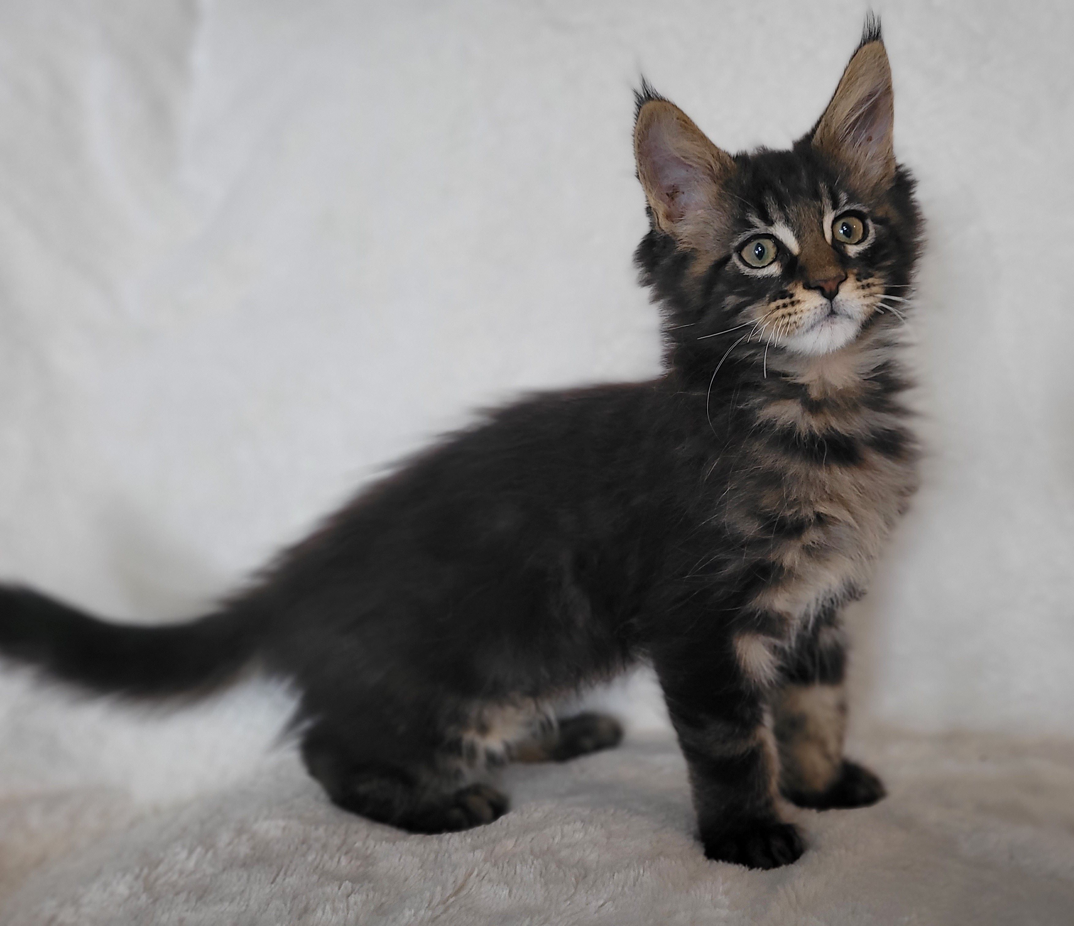 Zen Cattery Previous Kittens - Chandler