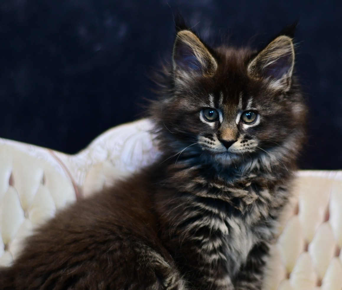 Zen Cattery Previous Kittens - Charlie