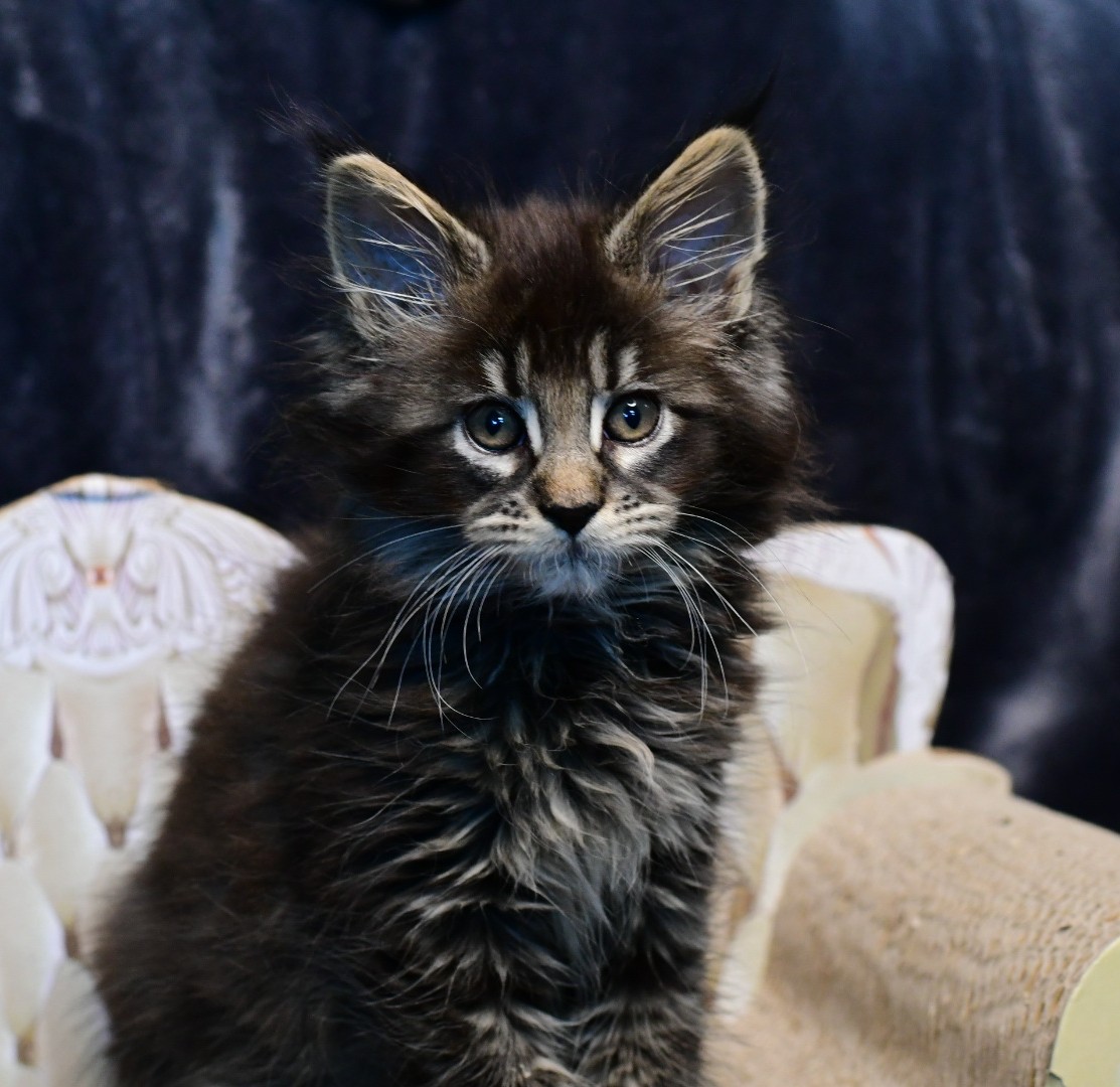 Zen Cattery Previous Kittens - Maverick