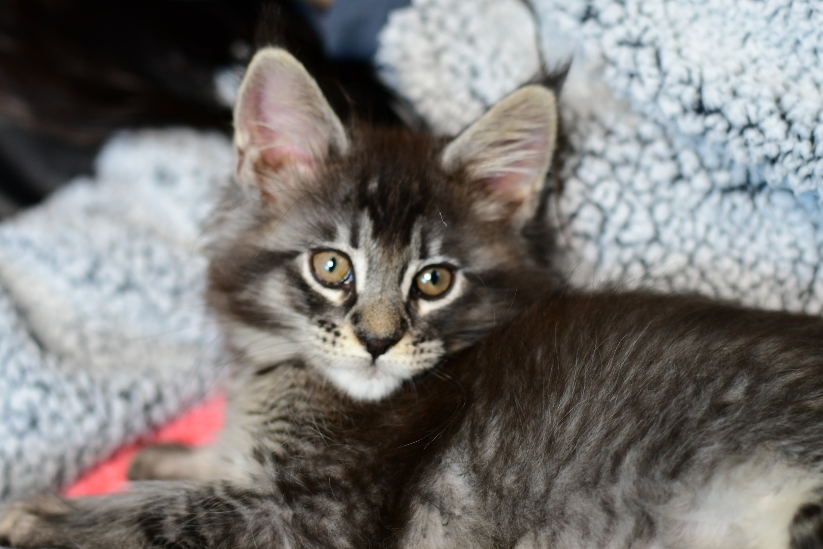 Zen Cattery Previous Kittens - Phoenix