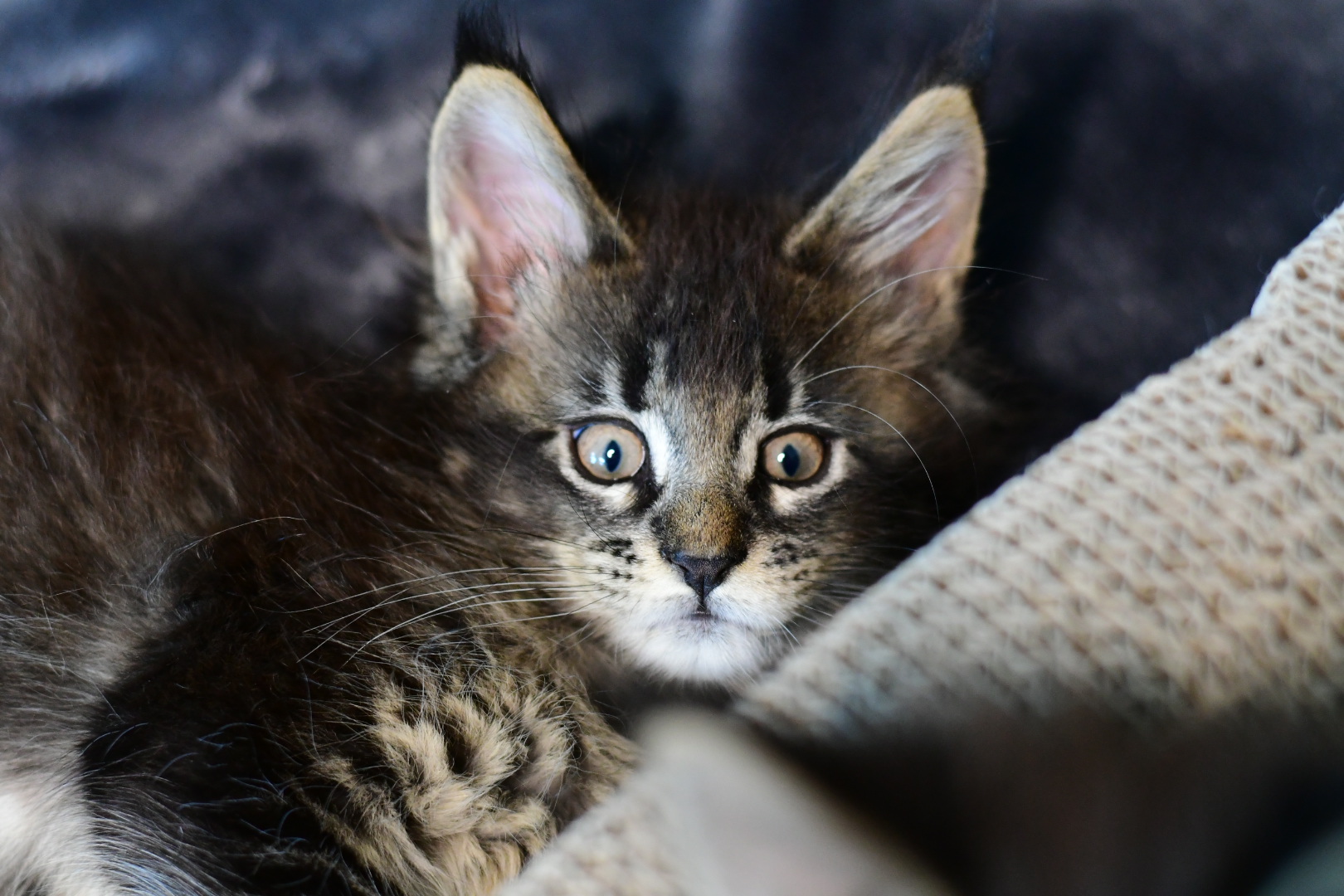 Zen Cattery Previous Kittens - Hangman